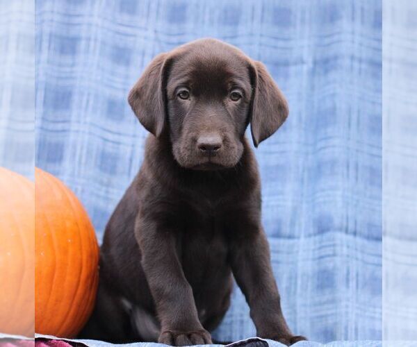 Medium Photo #3 Labrador Retriever Puppy For Sale in ELLIOTTSBURG, PA, USA