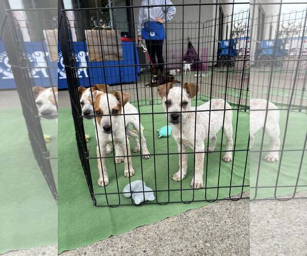 Medium Photo #2 Texas Heeler Puppy For Sale in Turlock, CA, USA