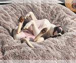 Small Photo #6 Bull-Boxer Puppy For Sale in Chandler, AZ, USA