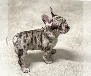 French Bulldog Puppy for Sale in GIG HARBOR, Washington USA