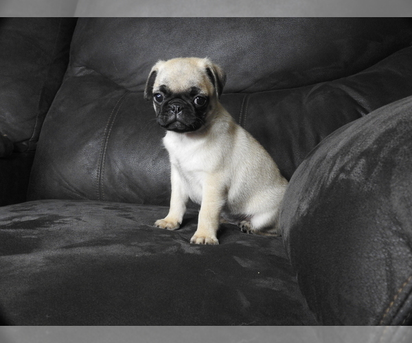 Medium Photo #2 Pug Puppy For Sale in FALL CREEK, WI, USA