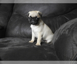 Puppy 1 Pug