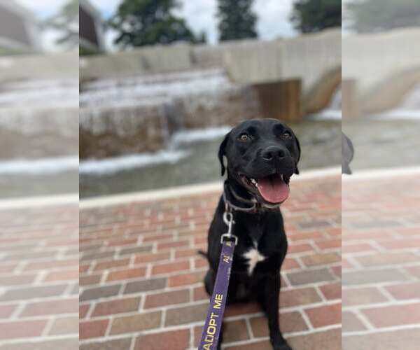 Medium Photo #4 Labrador Retriever-Unknown Mix Puppy For Sale in Sheboygan, WI, USA