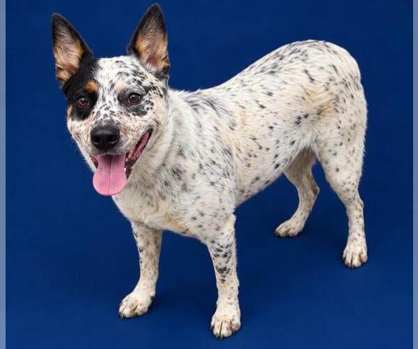 Medium Photo #1 Mutt Puppy For Sale in HESPERIA, CA, USA