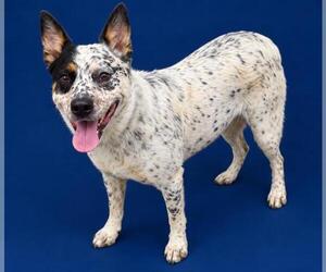 Mutt Dogs for adoption in HESPERIA, CA, USA