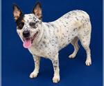 BANJO - Male Mutt Dog for Adoption - Small photo