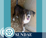 Small Beagle-Catahoula Leopard Dog Mix