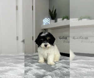Maltipoo Puppy for sale in INDIANAPOLIS, IN, USA