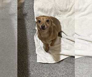 Bambi  [bonded to Sheba] - Female Chihuahua-Unknown Mix Dog for Adoption - Photo #15