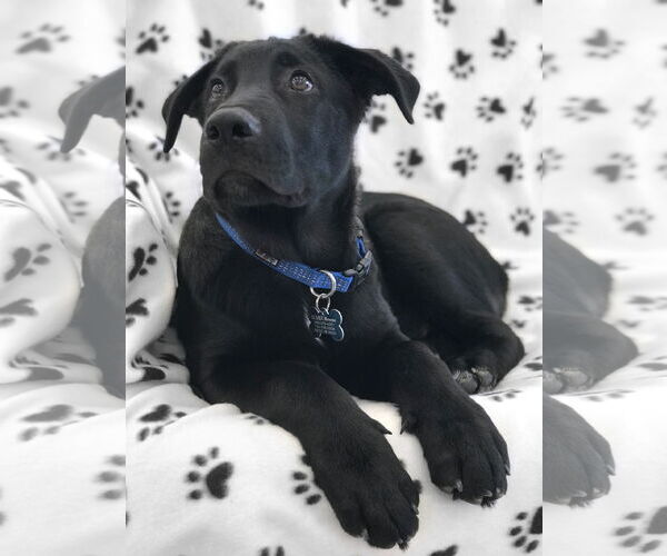 Medium Photo #15 German Shepherd Dog-Unknown Mix Puppy For Sale in Corona, CA, USA