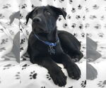 Small #14 German Shepherd Dog Mix