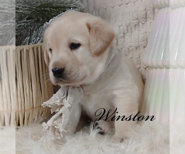 Medium Photo #4 Labrador Retriever Puppy For Sale in APPLE CREEK, OH, USA