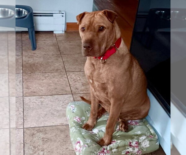 Medium Photo #2 Mutt Puppy For Sale in Canton, CT, USA