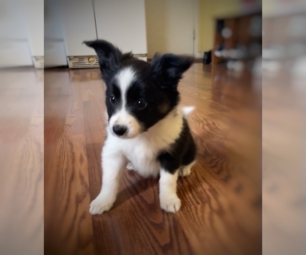 Medium Photo #1 Border Collie-Papillon Mix Puppy For Sale in CULPEPER, VA, USA