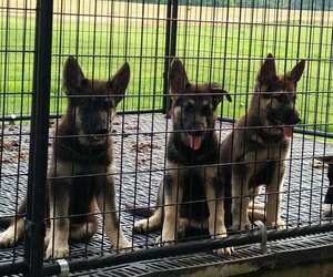German Shepherd Dog Puppy for sale in STONEFORT, IL, USA