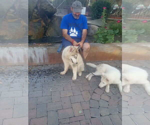 Medium Photo #3 Samoyed-Siberian Husky Mix Puppy For Sale in Pacific grove , CA, USA