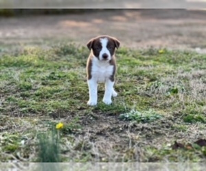 Border Collie Puppy for Sale in FLORENCE, South Carolina USA