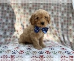 Small #1 Cavapoo (Miniature)