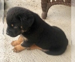 Small Photo #5 Rottweiler Puppy For Sale in MOUNT ORAB, OH, USA
