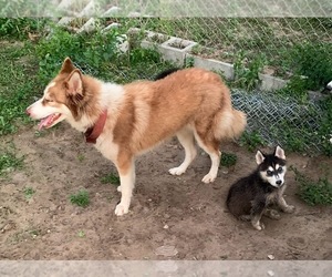 Siberian Husky Puppy for sale in LAKE WALES, FL, USA