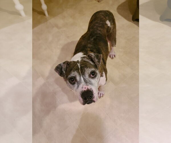 Medium Photo #6 American Pit Bull Terrier-Unknown Mix Puppy For Sale in Spotsylvania, VA, USA