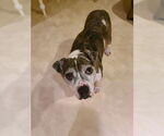 Small #5 American Pit Bull Terrier Mix