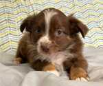 Puppy Stanley Miniature Australian Shepherd