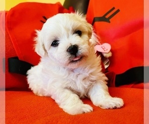 Havachon Puppy for sale in CONCORD, NC, USA