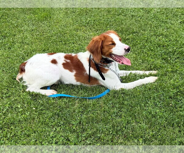 Medium Photo #6 - Mix Puppy For Sale in Curwensville, PA, USA
