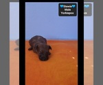 Stewie - Male Yorkipoo Puppy for Sale - Photo #2