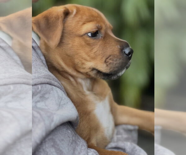 Medium Photo #4 Mutt Puppy For Sale in Dana Point, CA, USA