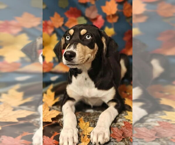 Medium Photo #3 Catahoula Leopard Dog Puppy For Sale in Royal Palm Beach, FL, USA