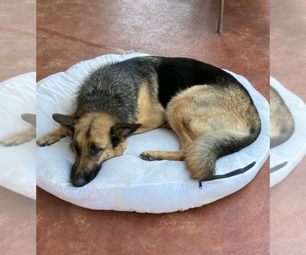 Medium Photo #1 German Shepherd Dog Puppy For Sale in BOERNE, TX, USA