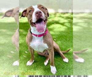 American Pit Bull Terrier Dogs for adoption in West Palm Beach, FL, USA