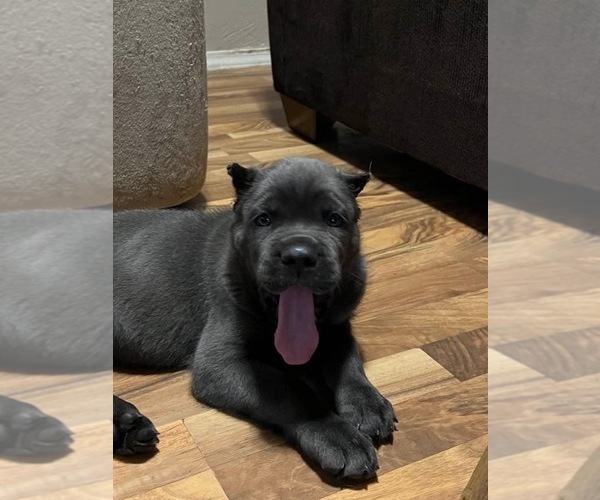 Full screen Photo #4 Cane Corso Puppy For Sale in TOLEDO, OH, USA