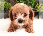 Small #2 Cavapoo