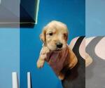 Small Photo #2 Golden Retriever Puppy For Sale in DAVENPORT, FL, USA