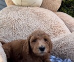 Puppy 6 Goldendoodle-Poodle (Standard) Mix
