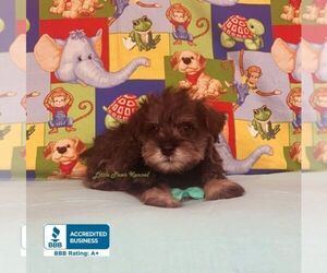 Schnauzer (Miniature) Puppy for sale in WINNSBORO, LA, USA