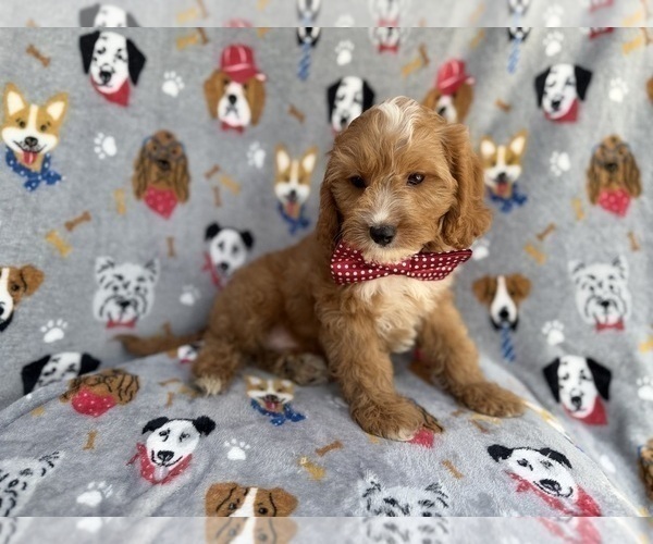 Medium Photo #7 Cavapoo (Miniature) Puppy For Sale in LAKELAND, FL, USA