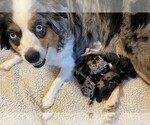 Small #8 Miniature Australian Shepherd