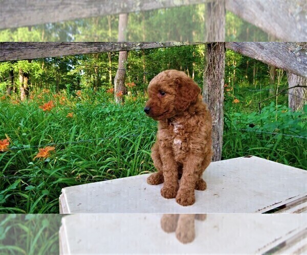 Medium Photo #1 Goldendoodle Puppy For Sale in PORT TREVORTON, PA, USA