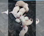 Small #3 American Pit Bull Terrier Mix
