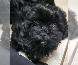 ShihPoo Puppy for sale in WAPPINGERS FALLS, NY, USA