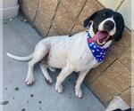 Small Plott Hound Mix