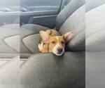 Small #9 Beagle-Red Heeler Mix
