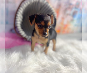 Chihuahua Puppy for sale in KINSTON, NC, USA