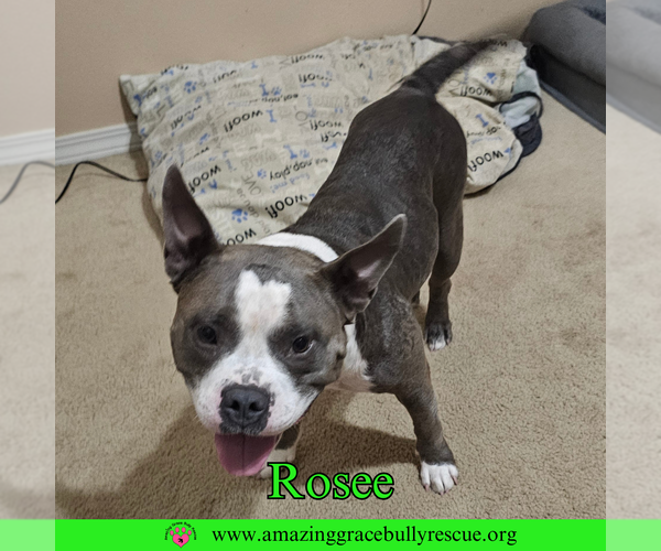 Medium Photo #1 American Bulldog-Unknown Mix Puppy For Sale in Pensacola, FL, USA