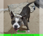 Small American Bulldog Mix