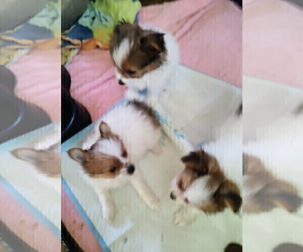 Medium Photo #20 Biewer Terrier-Pomeranian Mix Puppy For Sale in ESTILL SPRINGS, TN, USA